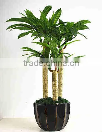 SJ030910 Factory Wholesale Garden Decorative Brazil Wood Plant photo-2