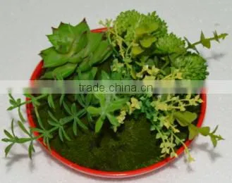 SJ3001011 Indoor Mini Bonsai Cactus Plant Artificial photo-3