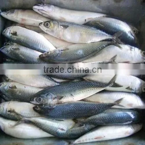 Pacific Mackerel Cheap Fish photo-2