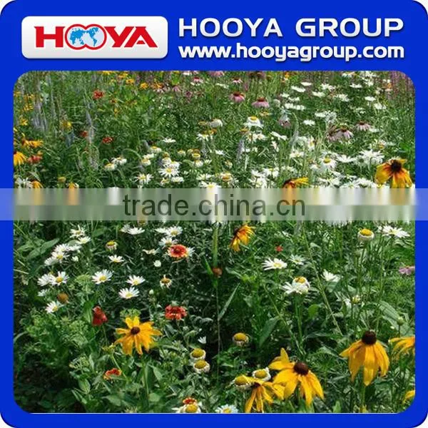 Roll n Grow Flower & Lazy Flower Carpet photo-3