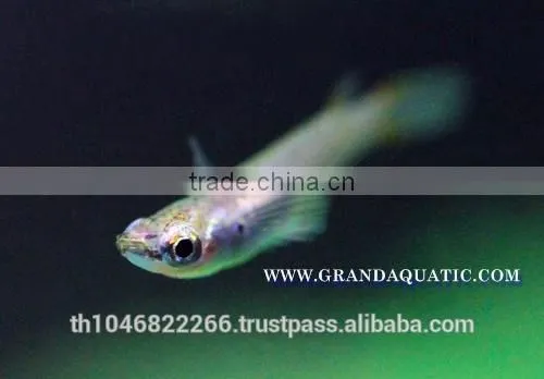 Rasbora Fish For Sale and Export photo-6