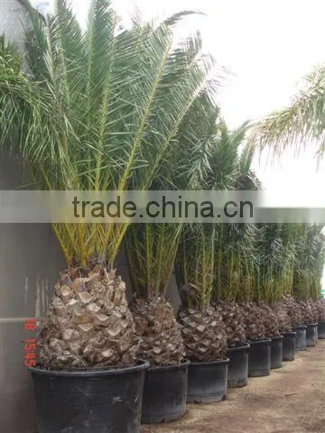 Phoenix Canariensis From 80/100 in 5 Liters Pot photo-5