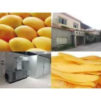 Belt Type Vegatable Drying Machine for Mango Kiwi Drying photo-2