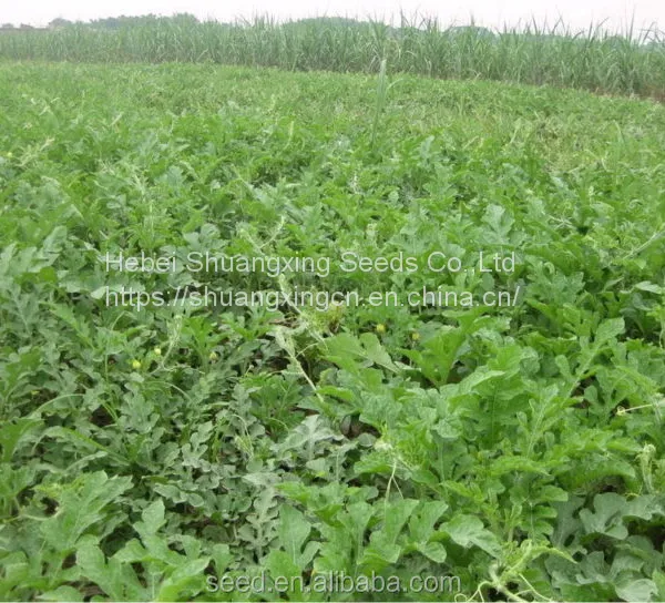 Bell Factory Supply f1 Hybrid Watermelon Seeds photo-3