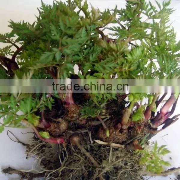 Ligusticum Chuanxiong Hort Rheumatic Arthralgia Liquid Oil photo-2