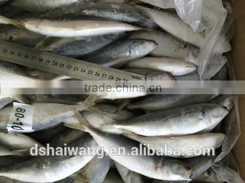 Frozen Horse Mackerel for Sale photo-3