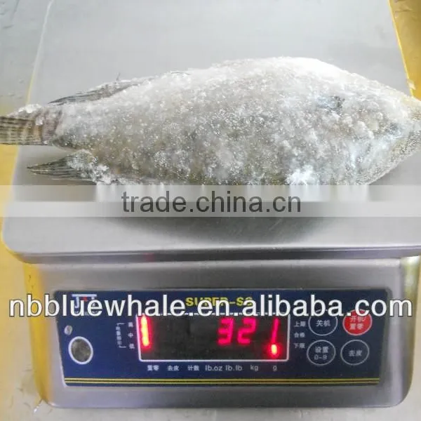 Tilapia photo-3