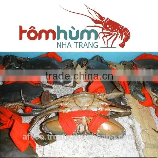 Alive Mud Crab, Scylla Serrata photo-5