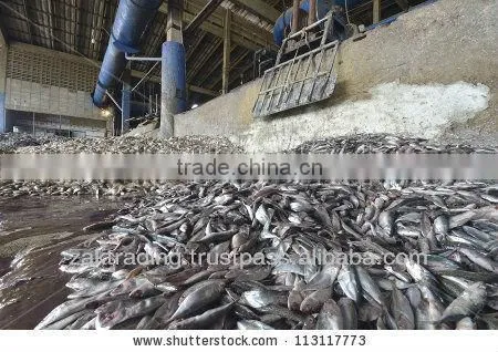 Fish Meal Hight Protein photo-4