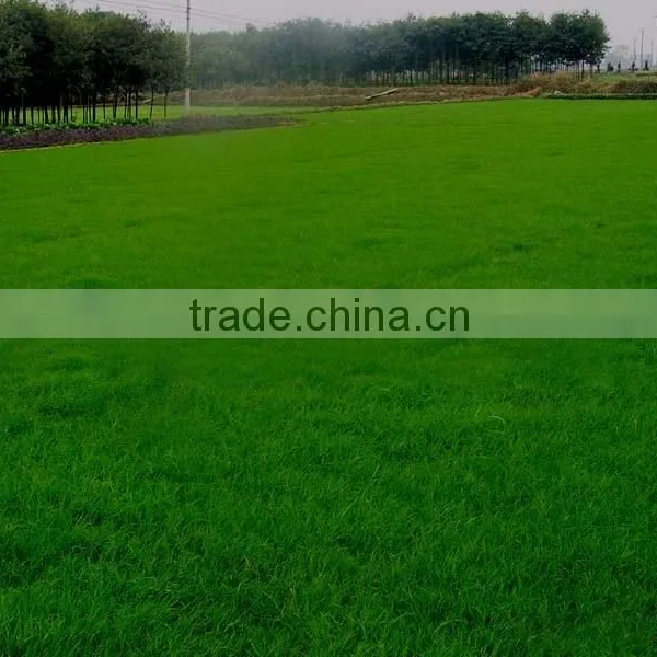 2016 New High Quality Grass Seeds Bermuda Grass Seeds For Sale photo-3