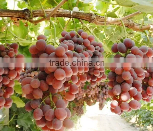 High Quality Newest Big Black Red Grape Seeds for Planting photo-4