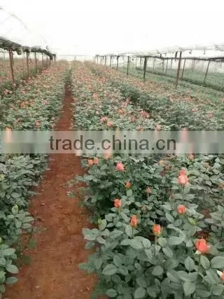 2 -5 Years and 30-120cm Rosa Rugosa Seedlings For Beautiful Roses photo-3