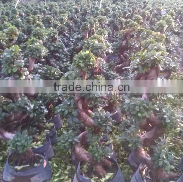 Ficus Microcarpa S Shaped Bonsai photo-3
