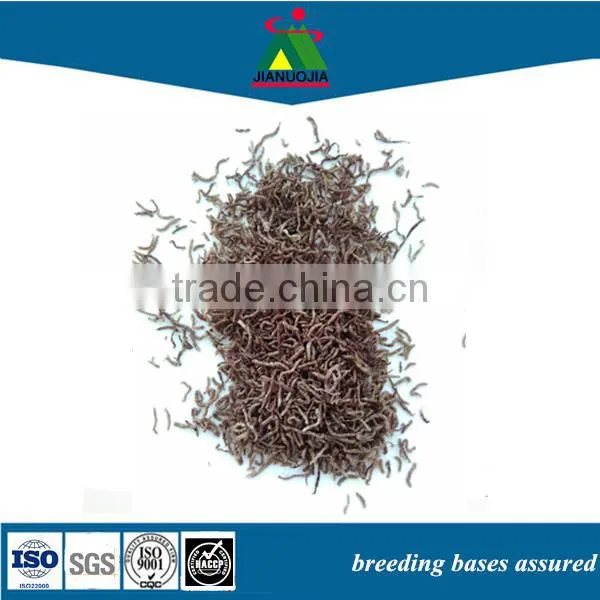 Frozen Dried Red Bloodworm