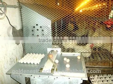 Automatic nest system/auto nest system/Poultry equipment/egg picking system/chicken nest/Manual egg collection box