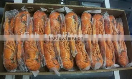 Lobster Homard photo-4