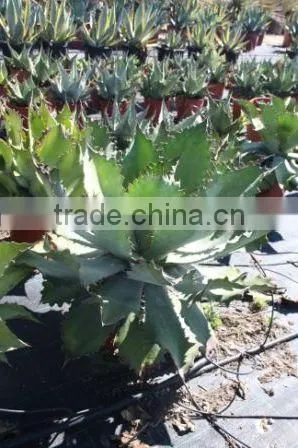 Agave Cupreata photo-2