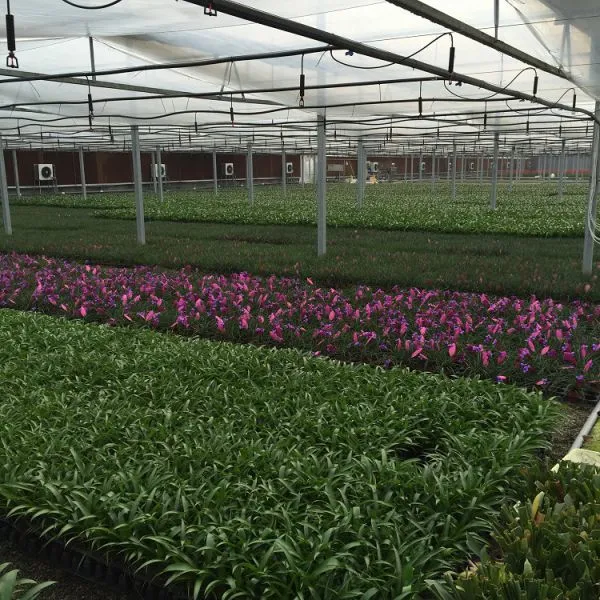 Venlo Type Flower Growing Greenhouse/Garden Greenhouse photo-3