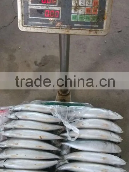Frozen Mackerel 150-200g 200-300g 300-400g photo-2