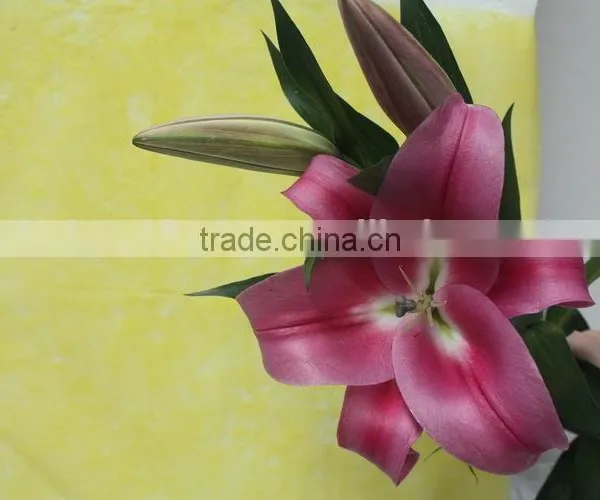 Reasonable Price New Coming Lily Flower From Kunming photo-6