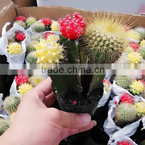 Baby Cactus Plant photo-5