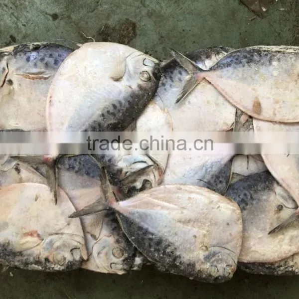 2016 China Frozen Whole Round Good Quality Moon Fish 150-200g/pcs photo-4