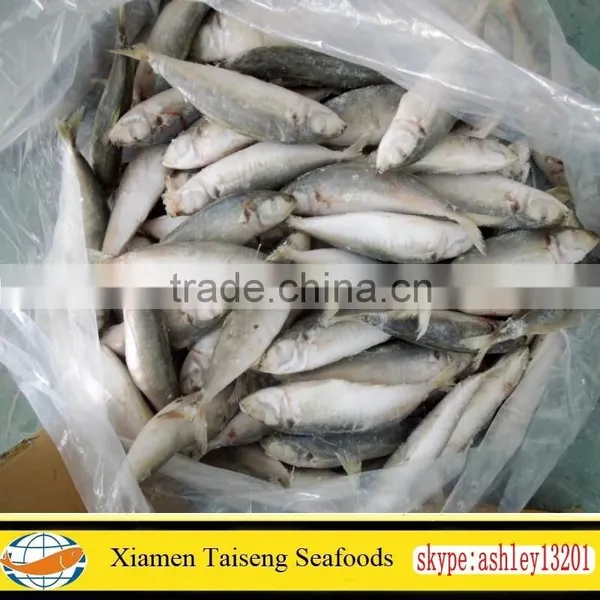 Frozen Round Scad Fish With Size 8-10 for Philippines photo-4