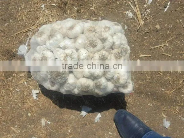 Supplier Garlic White Garlic photo-6