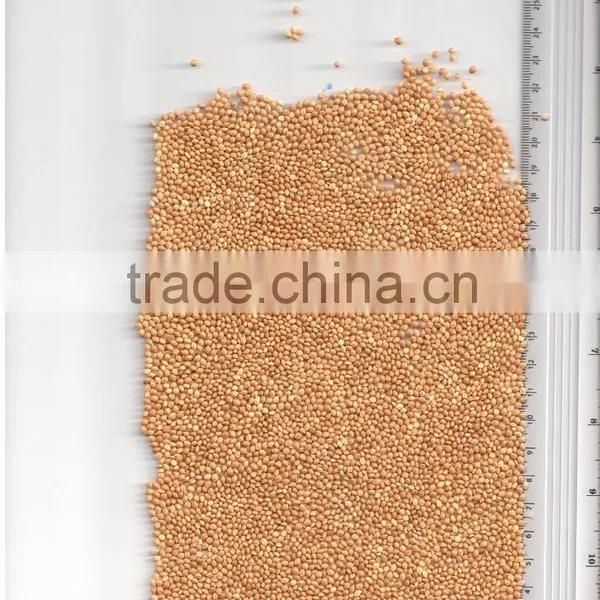 YELLOW MILLET
