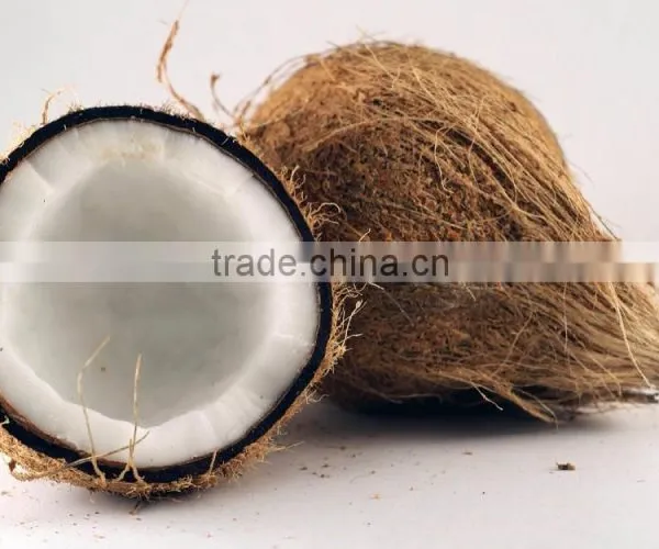 Fresh Coconuts - Export Quality Coconut photo-4