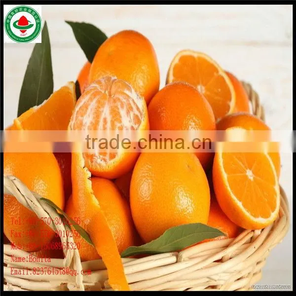 Sweet Orange Seeds