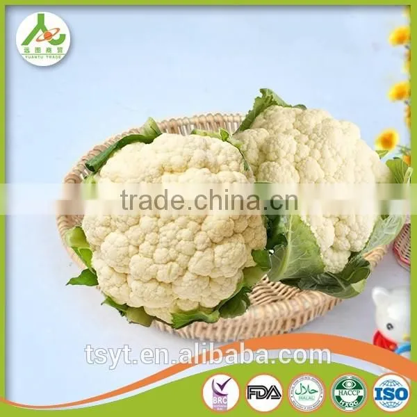 Fresh Round Cabbage in Good Fresh Condition photo-5