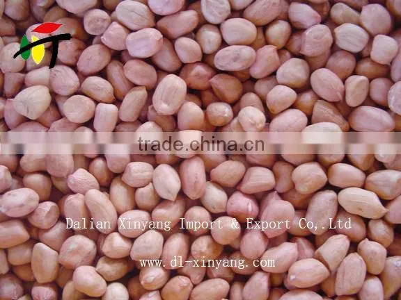 Wholesale Crispy Roasted Peanuts in Red Skin photo-3