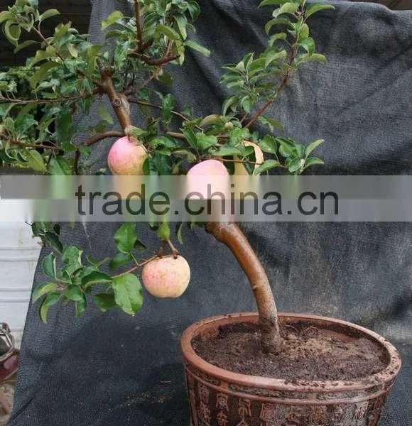 High Quality Apple Seedling photo-2