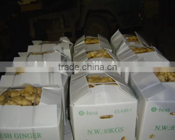 Air Dried Fresh Gingers Supplier photo-5