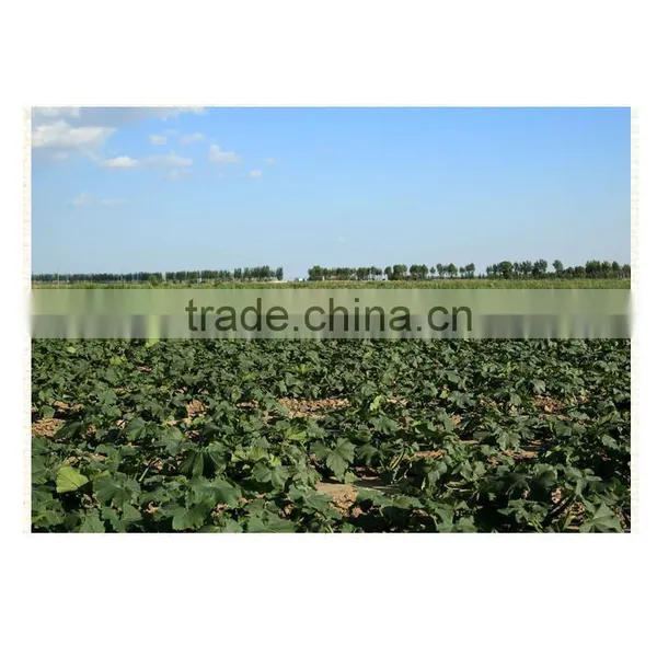 Organic Chinese Shine Skin Pumpkin Seeds Kernel Last Price photo-5