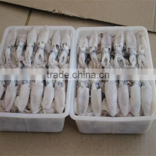 Hot Sale Whole Round Frozen Baby Squid photo-2
