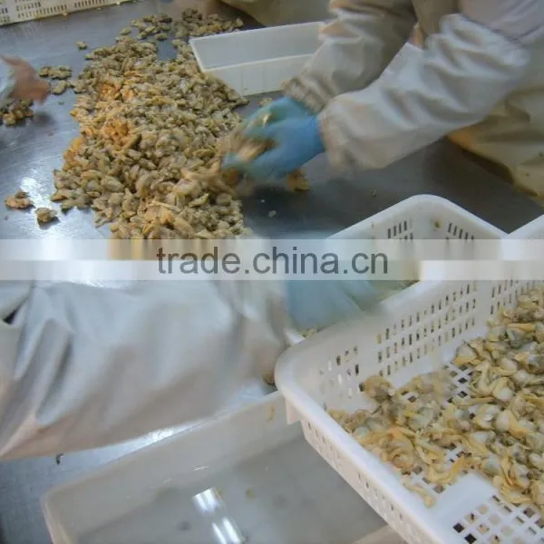 Tasty and Delicious Best Frozen Baby Clam Without Shell Iqf photo-6