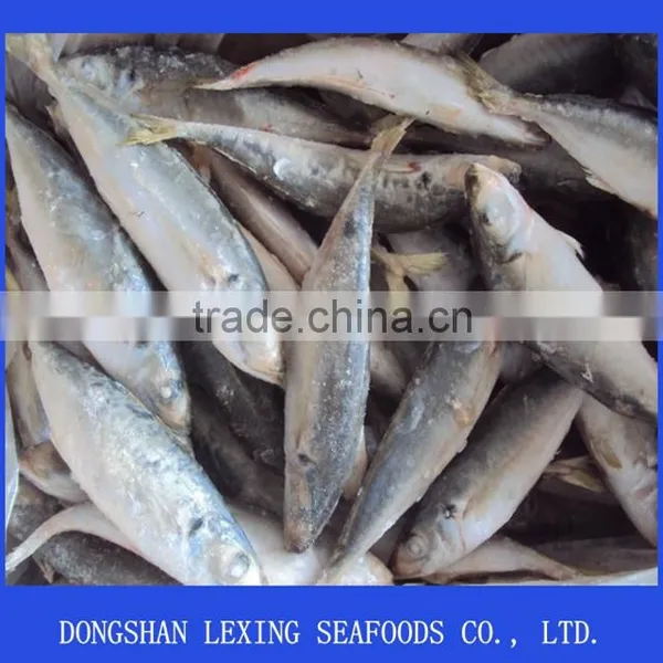 FROZEN HORSE MACKEREL photo-2