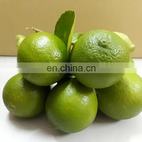 TOP FOOD FAMOUS FOR VIIET NAM GREEN LEMON HIGH QUALITY WITH BEST PRICE photo-5