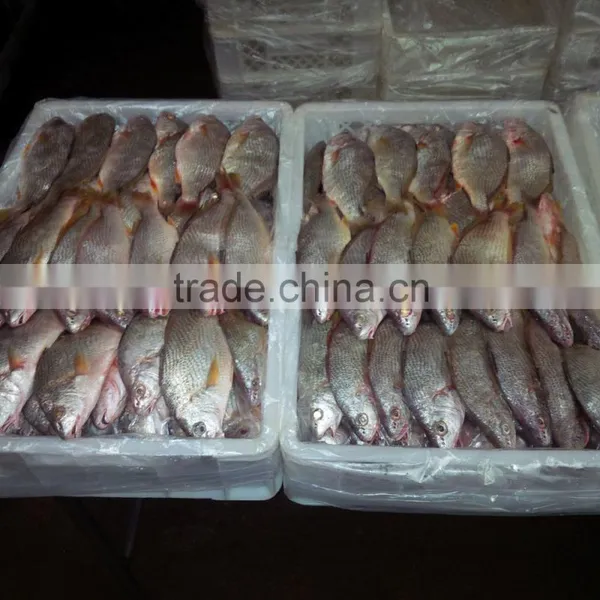 Frozen Yellow Croaker photo-3