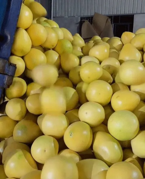 High Quality Fresh Grapefruit Fresh Pomelo Manufacture photo-3