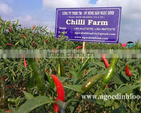 FRESH GREEN CHILLI WITH BEST PRICE ASND GOOD QUALITY