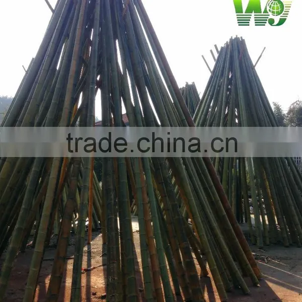 Moso Bamboo Pole Big Bamboo Pole photo-2