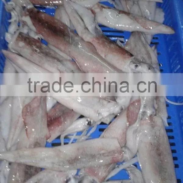 NEEDLE SQUID WHOLE photo-2