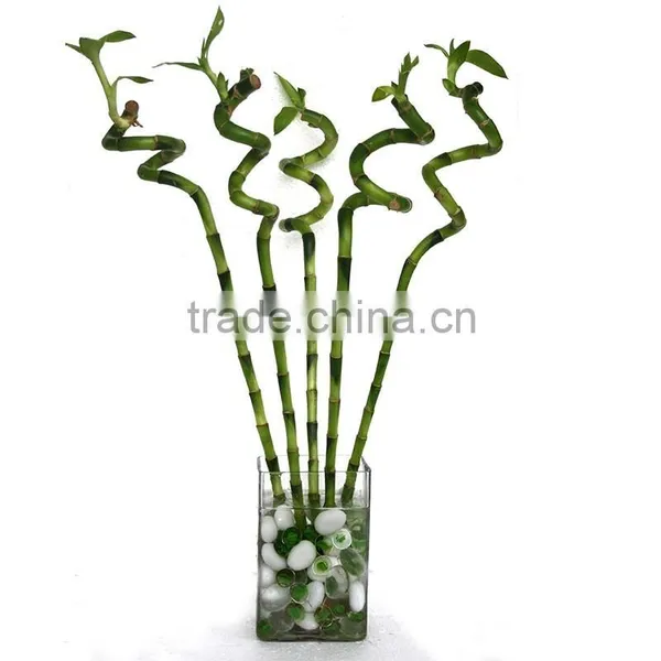 Dracaena Lucky Bamboo for Elderly photo-5