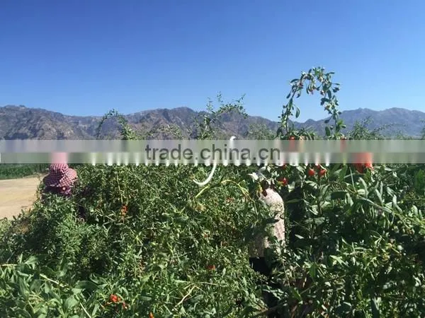 China Dried Fresh Goji Berry photo-2