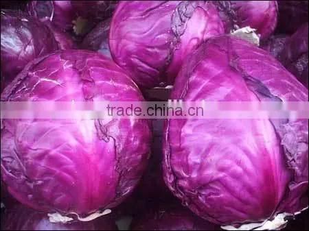 2016 Fresh Red Cabbage Premium Cabbage Export photo-3
