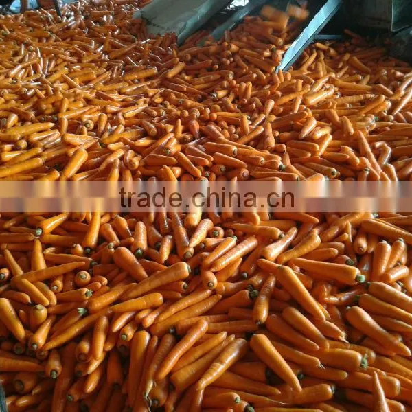 2014 fesh carrot from qingdao