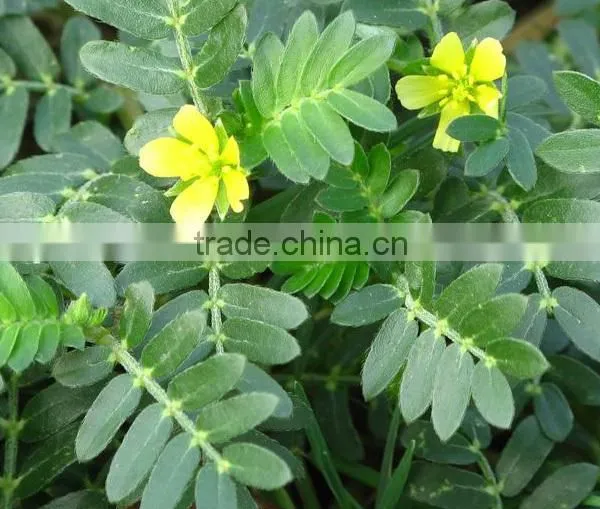 Best Price of Top Quality Tribulus Terrestris Extract Powder 70% Saponins Made in China photo-6